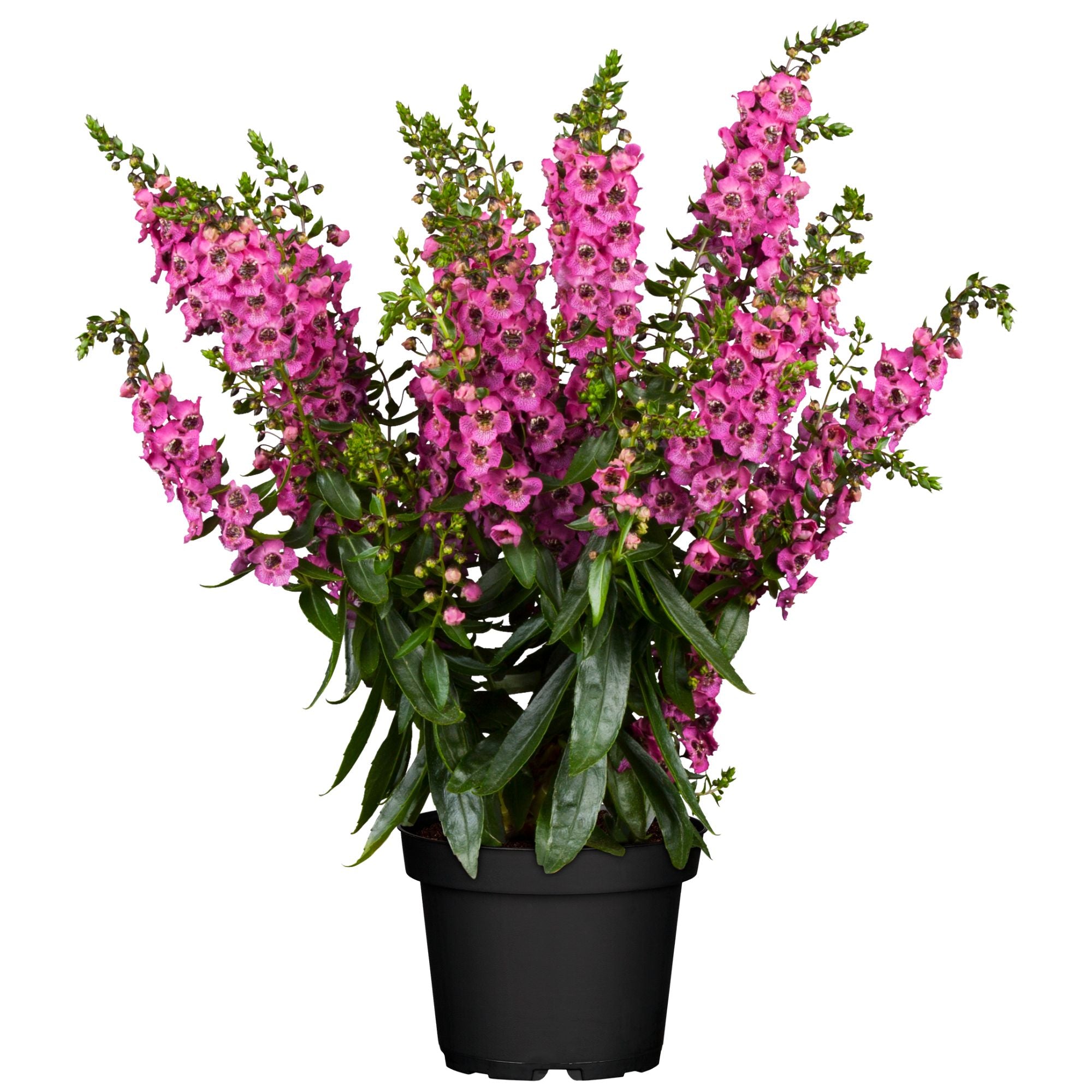 Engelsgesicht (Angelonia angustifolia) - Pink | Bild 1