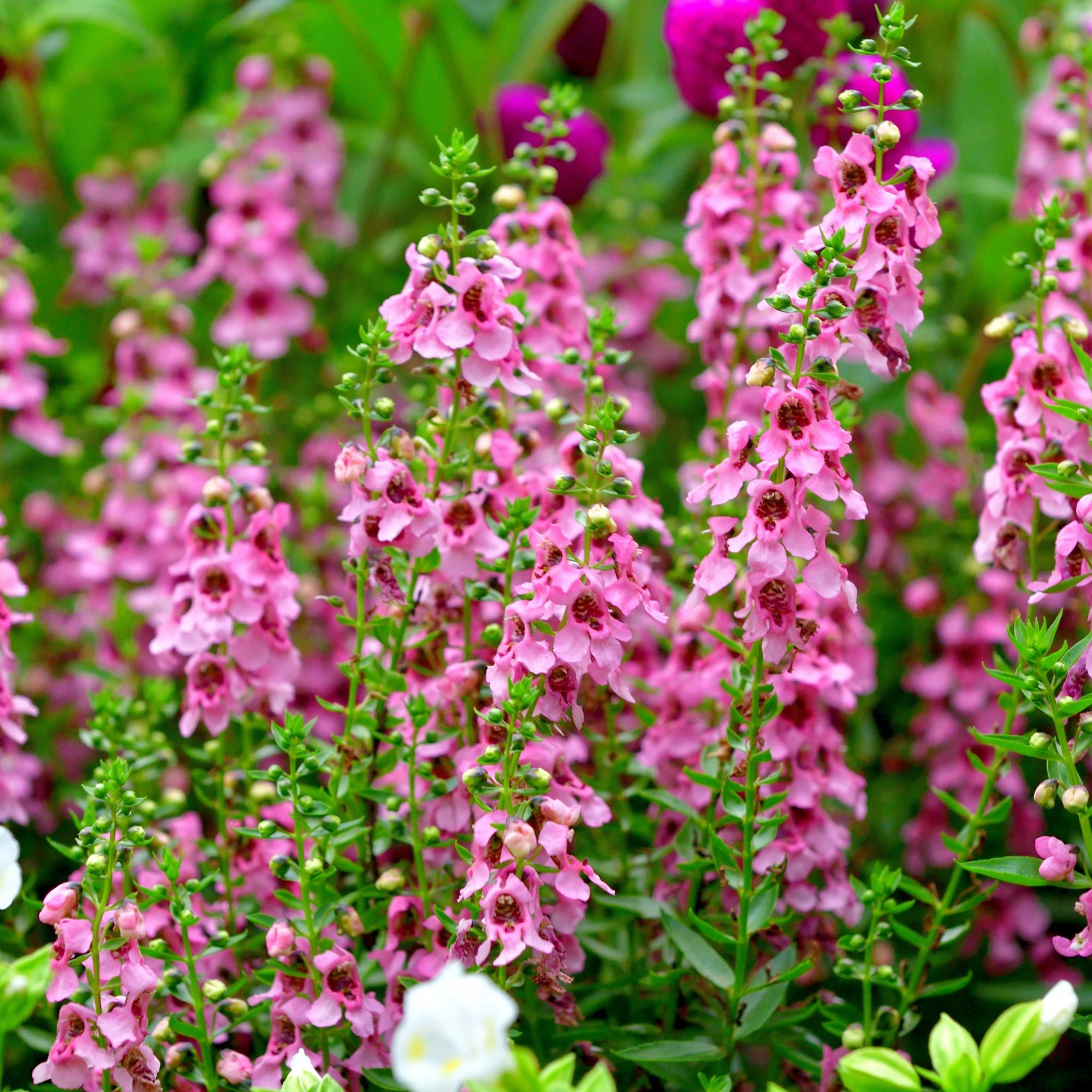 Engelsgesicht (Angelonia angustifolia) - Pink | Bild 2