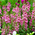 Engelsgesicht (Angelonia angustifolia) - Pink | Bild 2