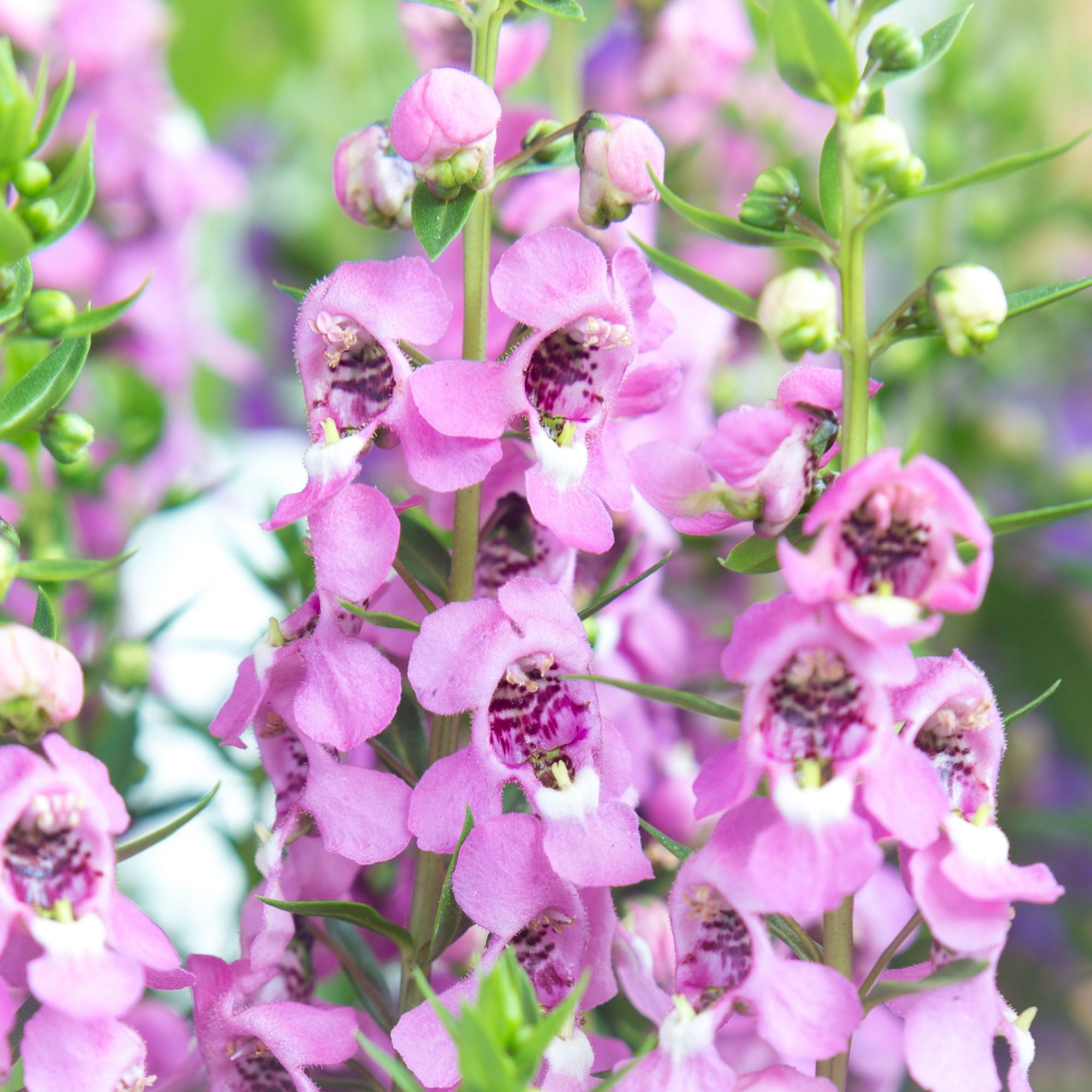 Engelsgesicht (Angelonia angustifolia) - Rosa | Bild 2