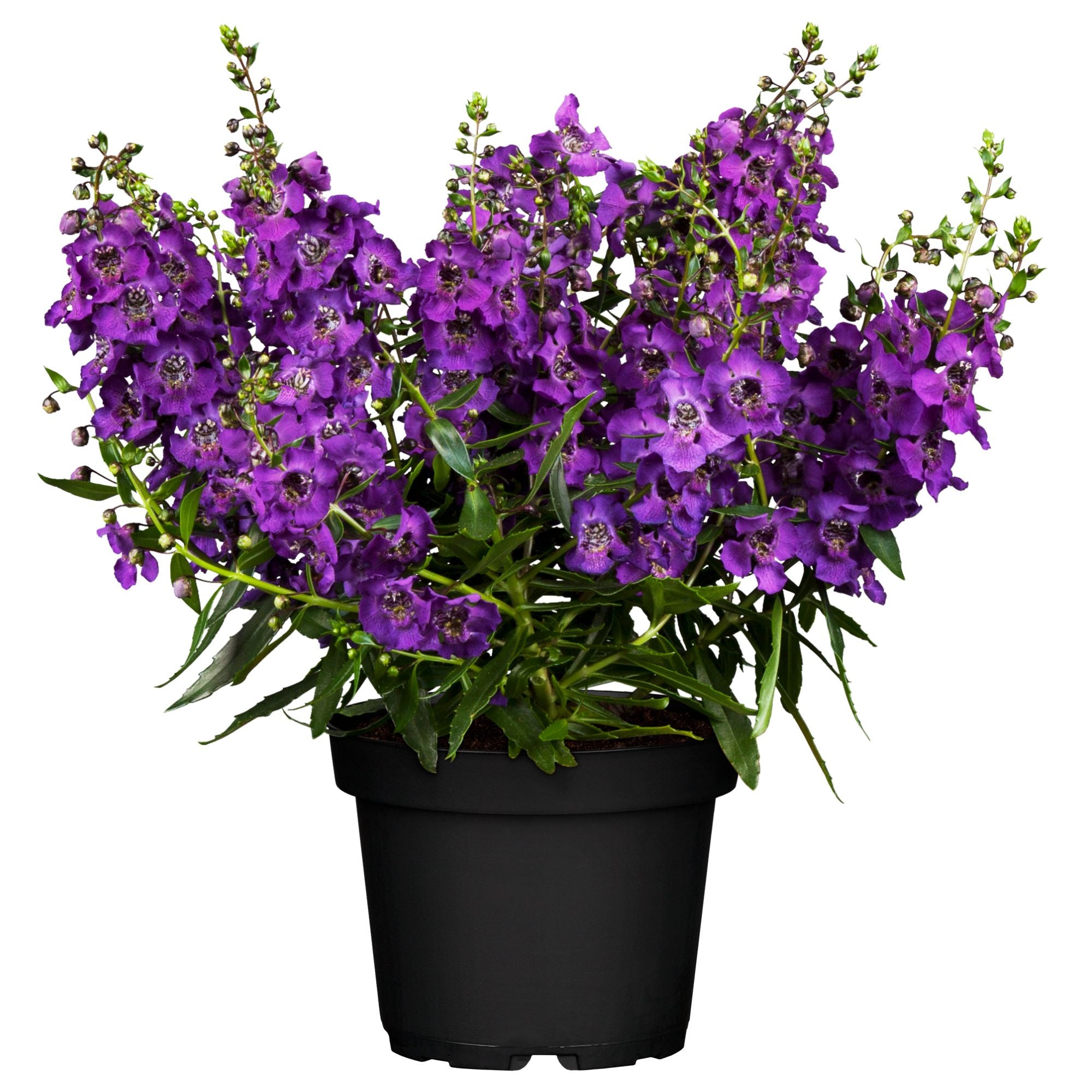 Engelsgesicht (Angelonia angustifolia) - Violett | Bild 1