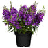 Engelsgesicht (Angelonia angustifolia) - Violett | Bild 1