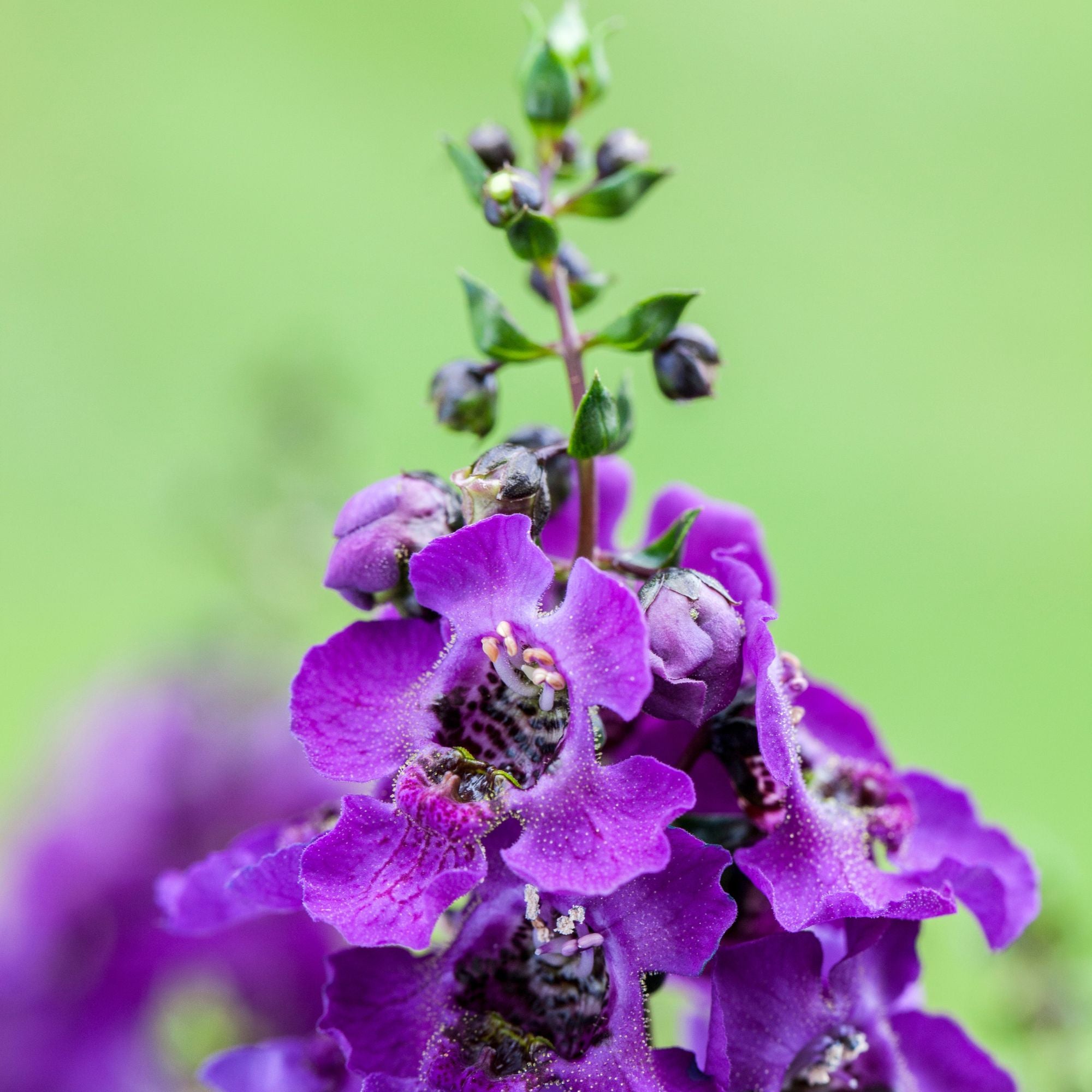 Engelsgesicht (Angelonia angustifolia) - Violett | Bild 2