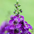 Engelsgesicht (Angelonia angustifolia) - Violett | Bild 2