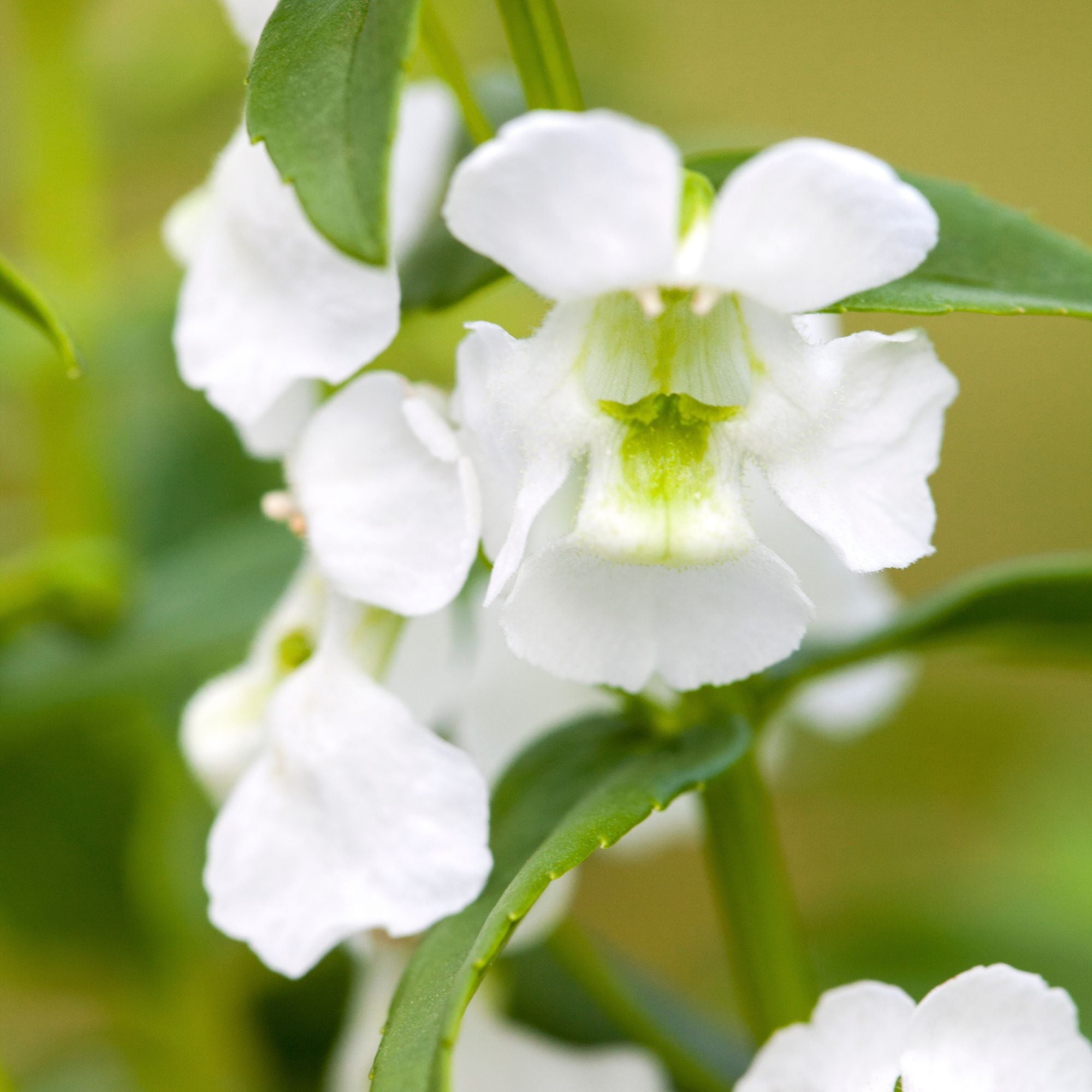 Engelsgesicht (Angelonia angustifolia) - Weiß | Bild 2