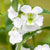 Engelsgesicht (Angelonia angustifolia) - Weiß | Bild 2