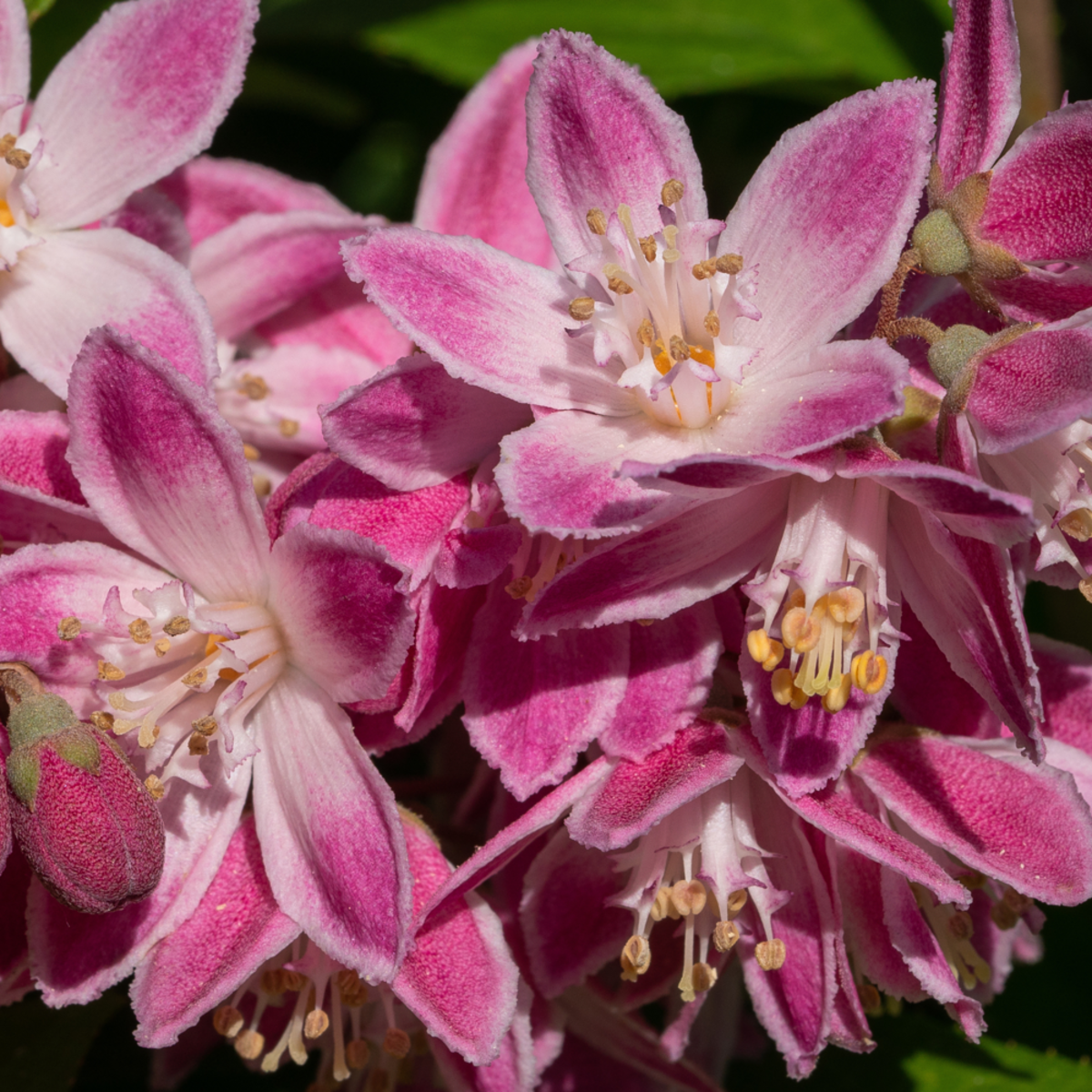 Erdbeerduft Deutzie 'Strawberry Field' (Deutzia 'Strawberry Field') - Rot - sommergrün - winterhart | Bild 1