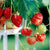 Erdbeere 'Elsanta' (Fragaria ananassa 'Elsanta') - Rot - winterhart | Bild 1