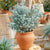 Eukalyptus 'Gunnii' (Eucalyptus gunnii) - Weiß - winterhart | Bild 1