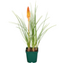 Fackellilie (Kniphofia uvaria) - Rot - winterhart | Bild 2