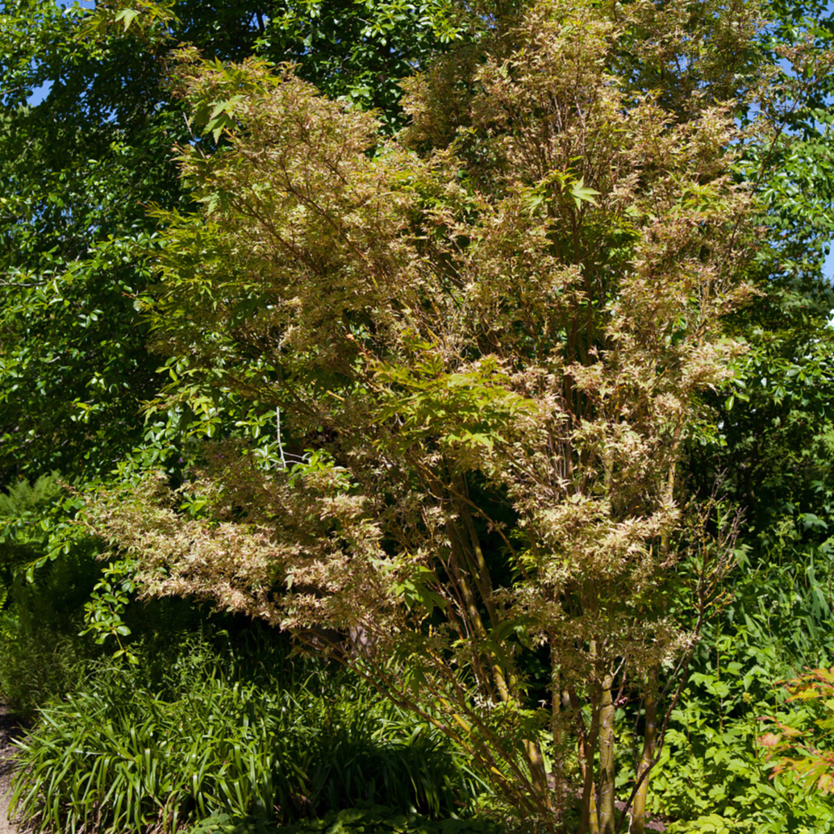 Fächerahorn 'Butterfly' (Acer palmatum 'Butterfly') - Grün - sommergrün - winterhart | Bild 3