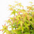 Fächerahorn 'Little Princess' (Acer palmatum 'Little Princess') - Grün - sommergrün - winterhart | Bild 1