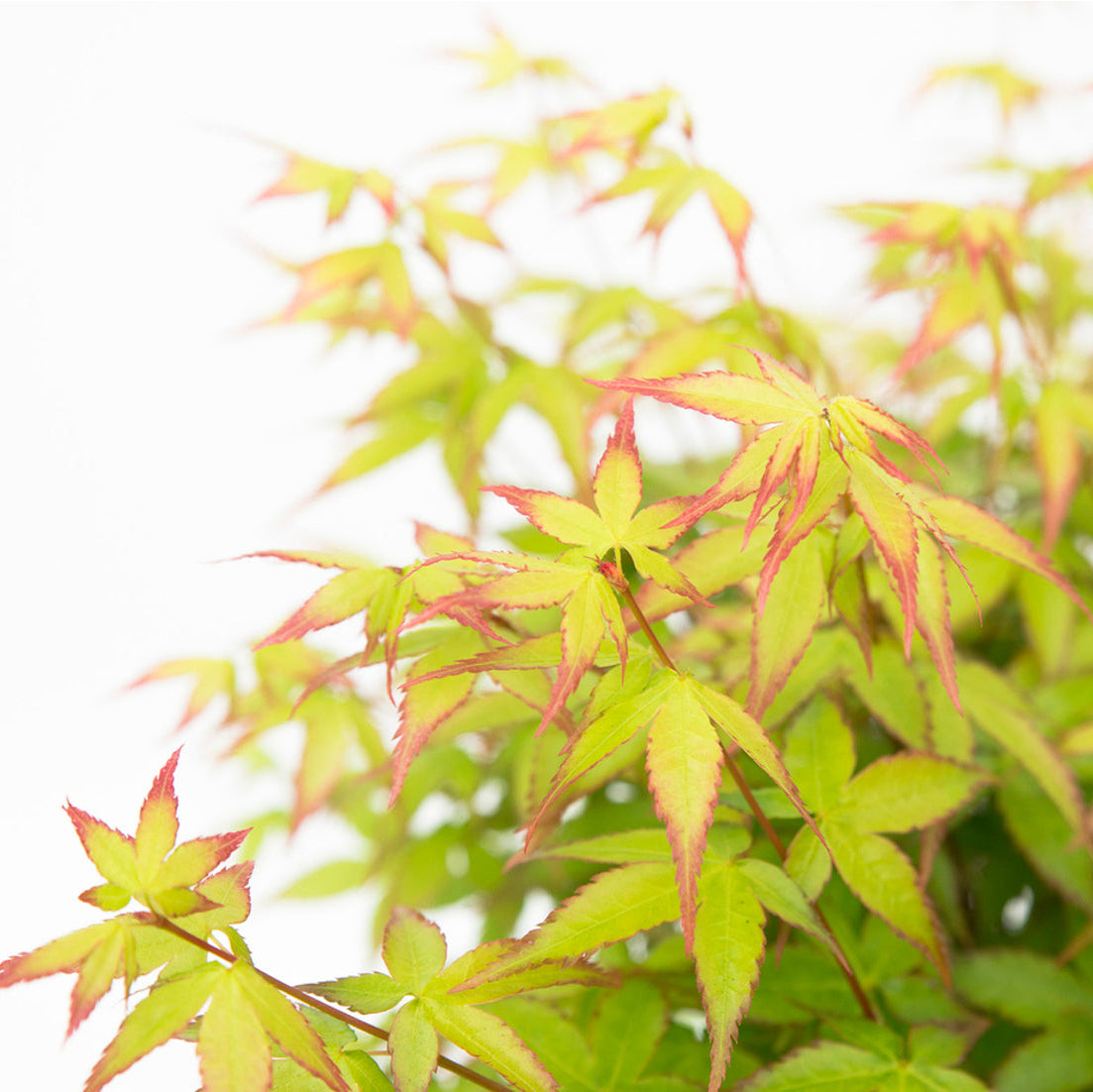 Fächerahorn 'Little Princess' (Acer palmatum 'Little Princess') - Grün - sommergrün - winterhart | Bild 2