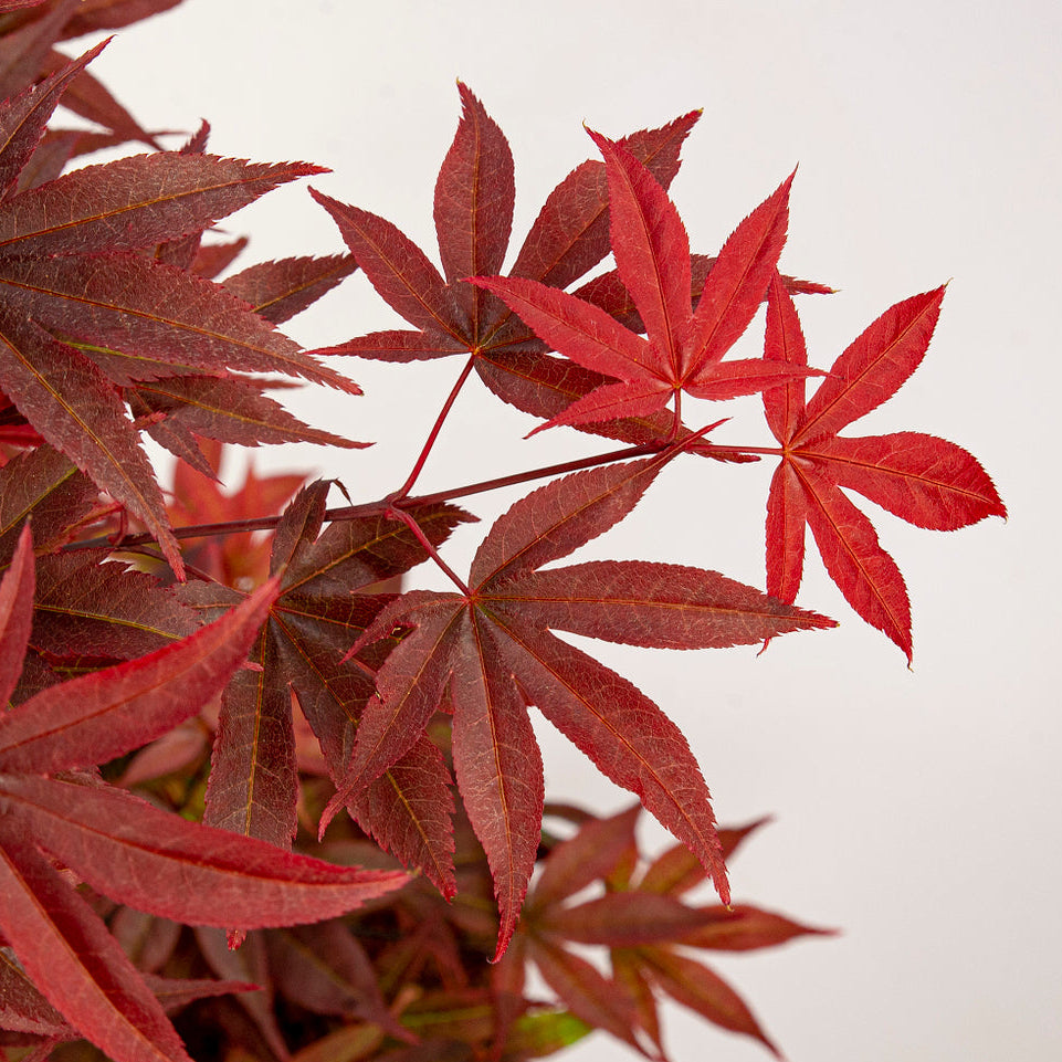 Fächerahorn 'Little Red' (Acer palmatum 'Little Red') - Rot - sommergrün - winterhart | Bild 2