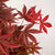 Fächerahorn 'Little Red' (Acer palmatum 'Little Red') - Rot - sommergrün - winterhart | Bild 2