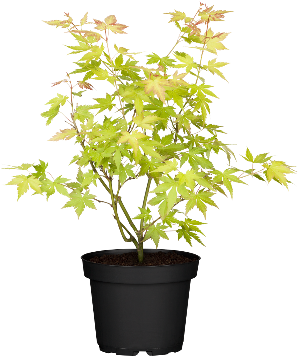 Fächerahorn 'Orange Dream' (Acer palmatum 'Orange Dream') - Orange - sommergrün - winterhart | Bild 2