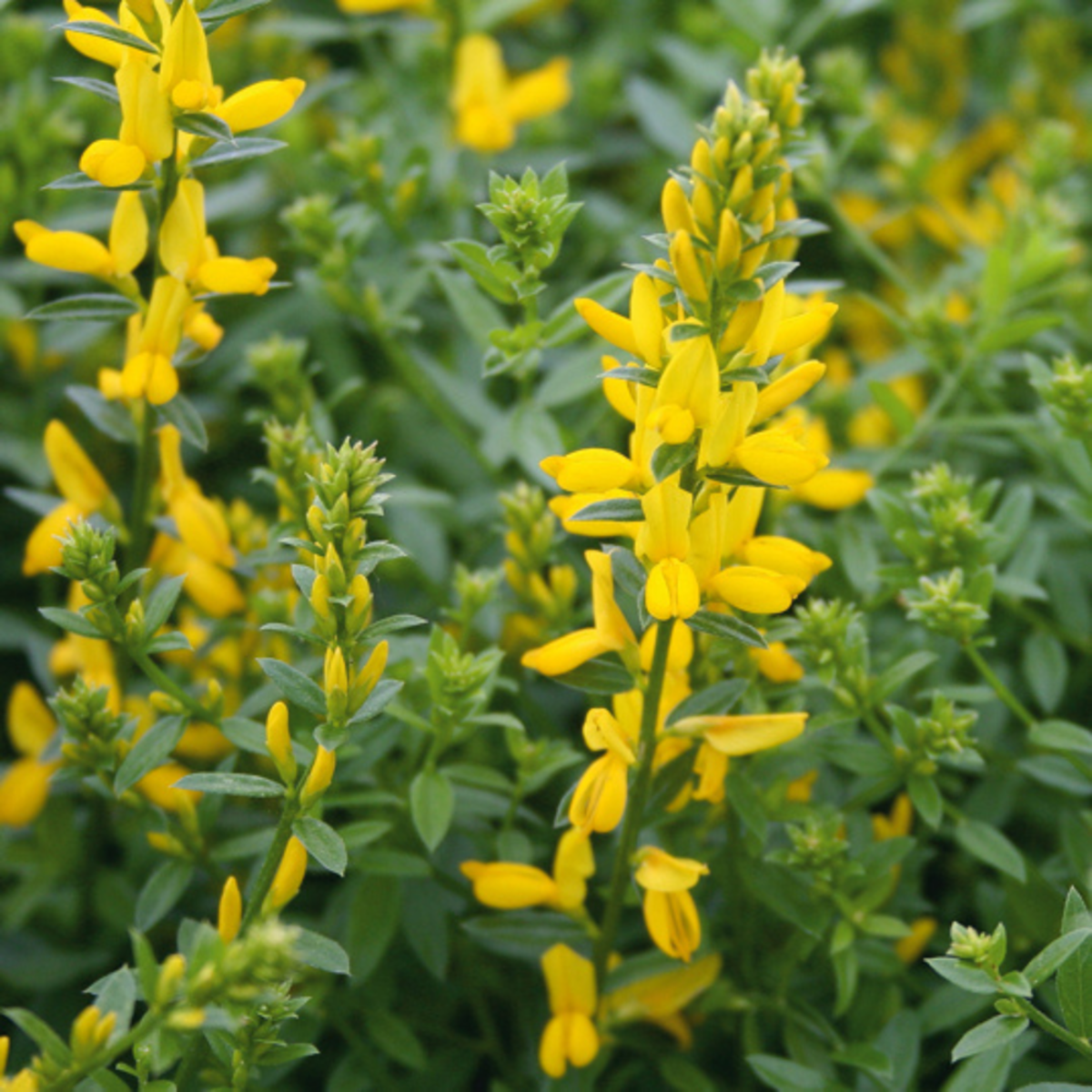 Färber-Ginster 'Royal Gold' (Genista tinctoria 'Royal Gold') - Gelb - sommergrün - winterhart | Bild 1