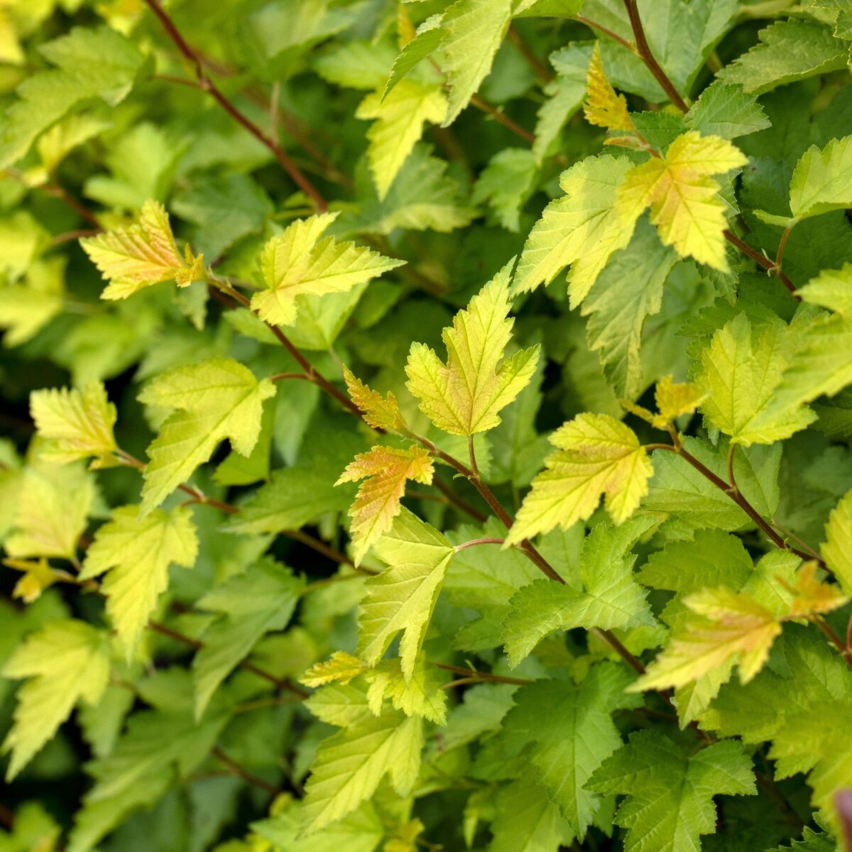 Fasanenspiere 'Nugget' (Physocarpus opulifolius 'Nugget') - Weiß - sommergrün - winterhart | Bild 1