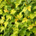 Fasanenspiere 'Nugget' (Physocarpus opulifolius 'Nugget') - Weiß - sommergrün - winterhart | Bild 1