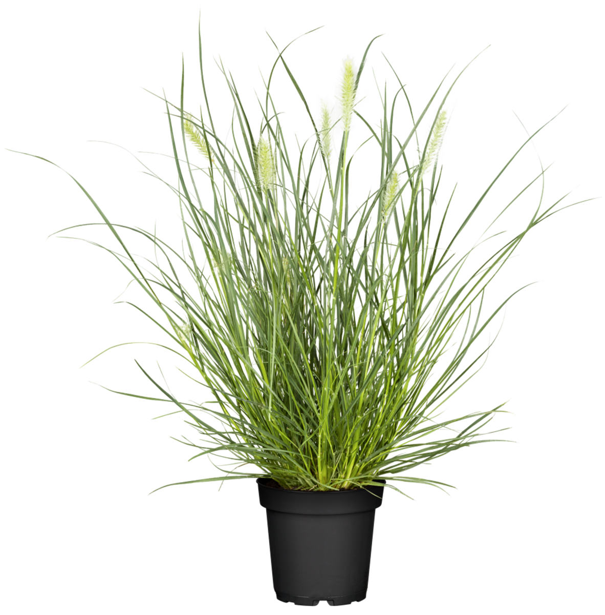 Federborstengras 'Little Bunny' (Pennisetum alopecuroides 'Little Bunny') - Gelb - sommergrün - winterhart | Bild 2