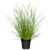 Federborstengras 'Little Bunny' (Pennisetum alopecuroides 'Little Bunny') - Gelb - sommergrün - winterhart | Bild 2