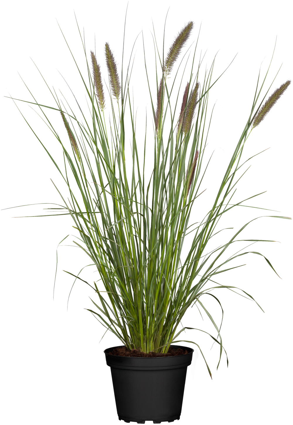 Federborstengras 'Moudry' (Pennisetum alopecuroides 'Moudry') - Grün - winterhart | Bild 1