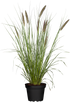 Federborstengras 'Moudry' (Pennisetum alopecuroides 'Moudry') - Grün - winterhart | Bild 1