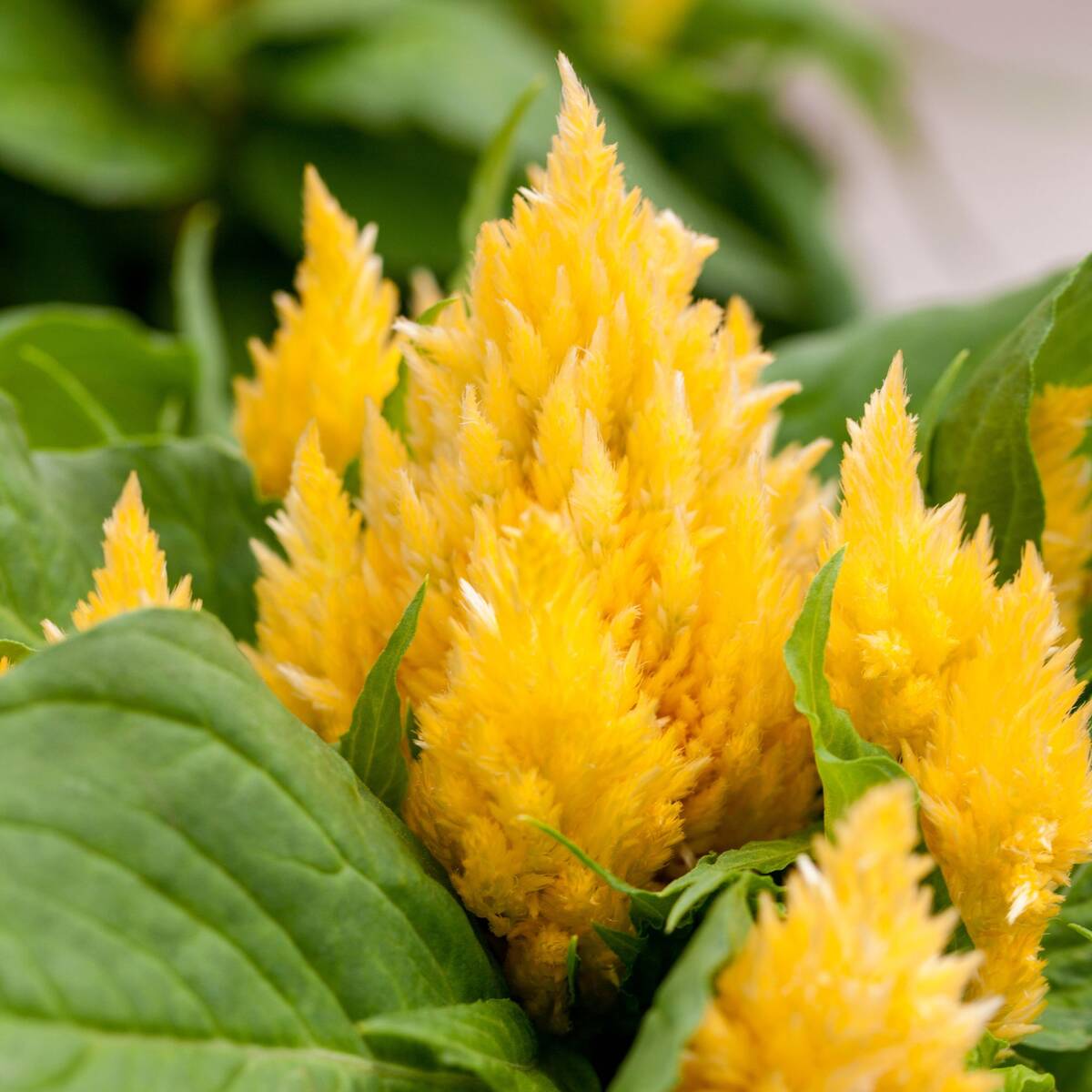 Federbusch (Celosia argentea) - Gelb | Bild 1