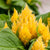 Federbusch (Celosia argentea) - Gelb | Bild 1