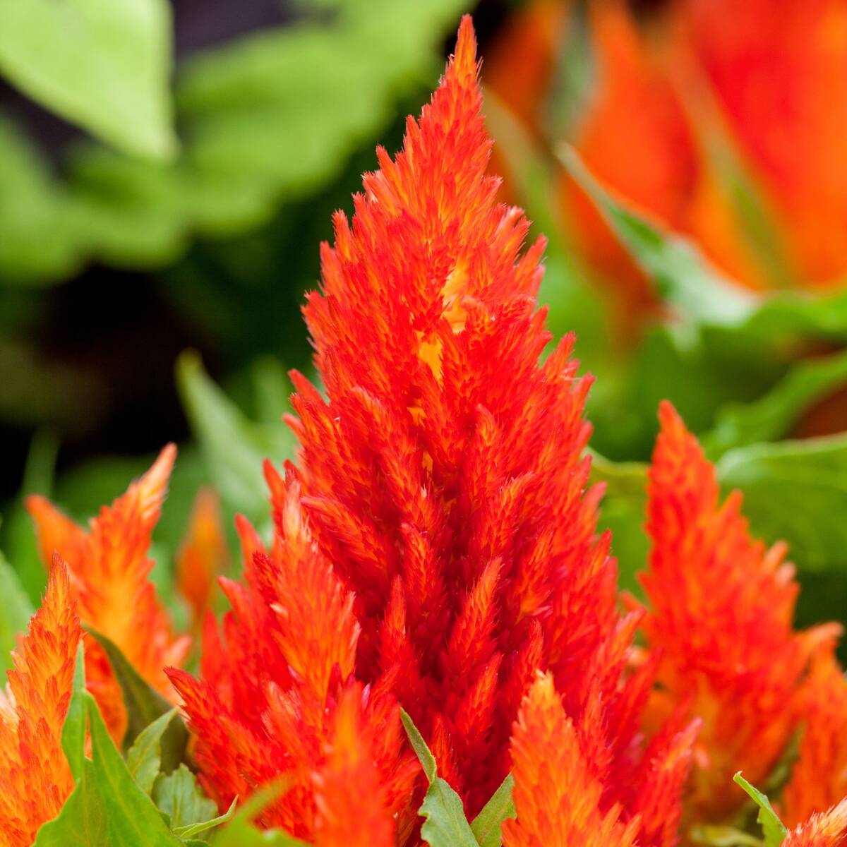 Federbusch (Celosia argentea) - Orange | Bild 1