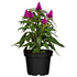 Federbusch (Celosia argentea) - Pink | Bild 1