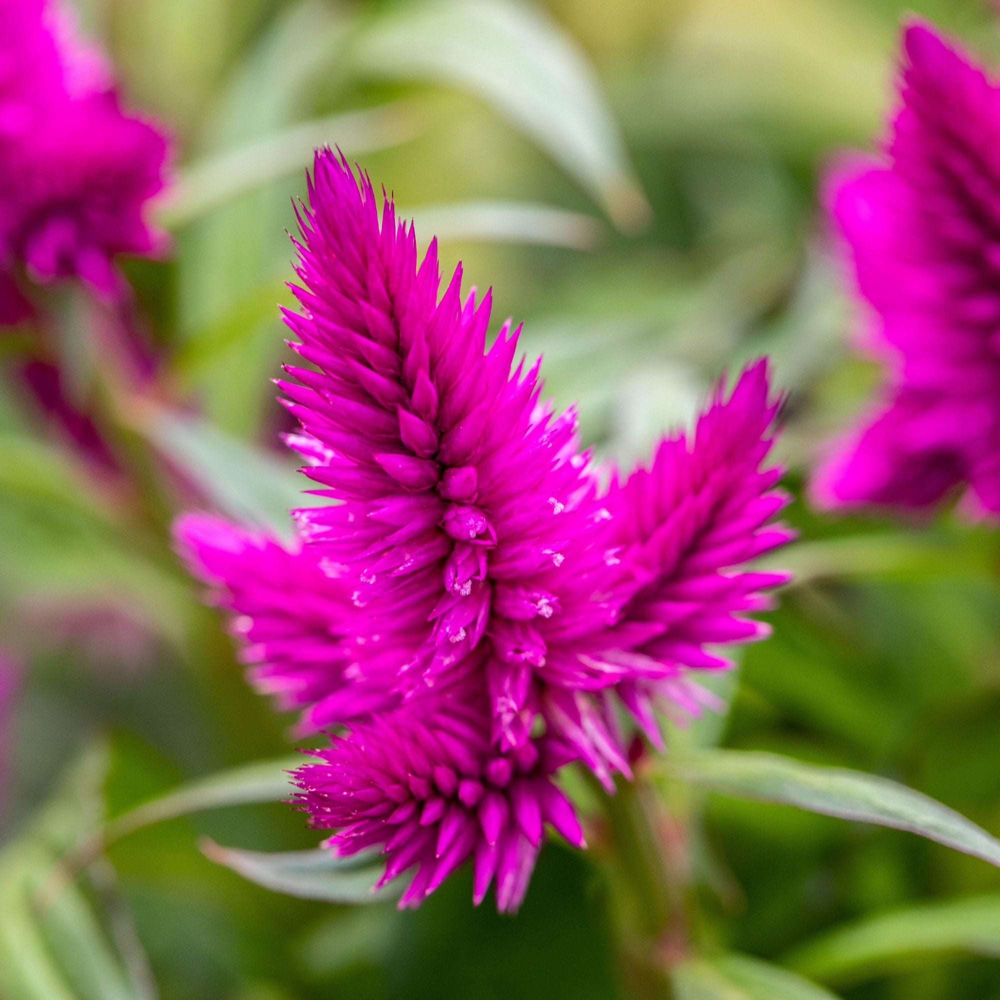 Federbusch (Celosia argentea) - Pink | Bild 2