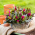 Federbusch (Celosia argentea) - Pink | Bild 3