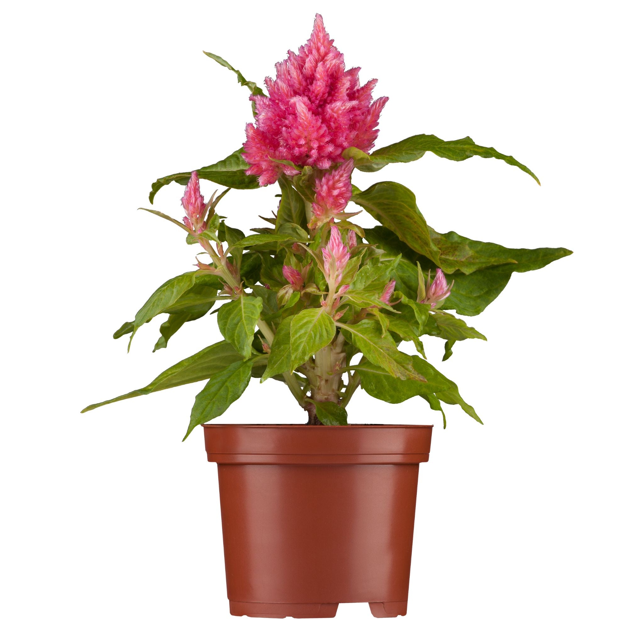 Federbusch (Celosia argentea) - Rosa | Bild 1