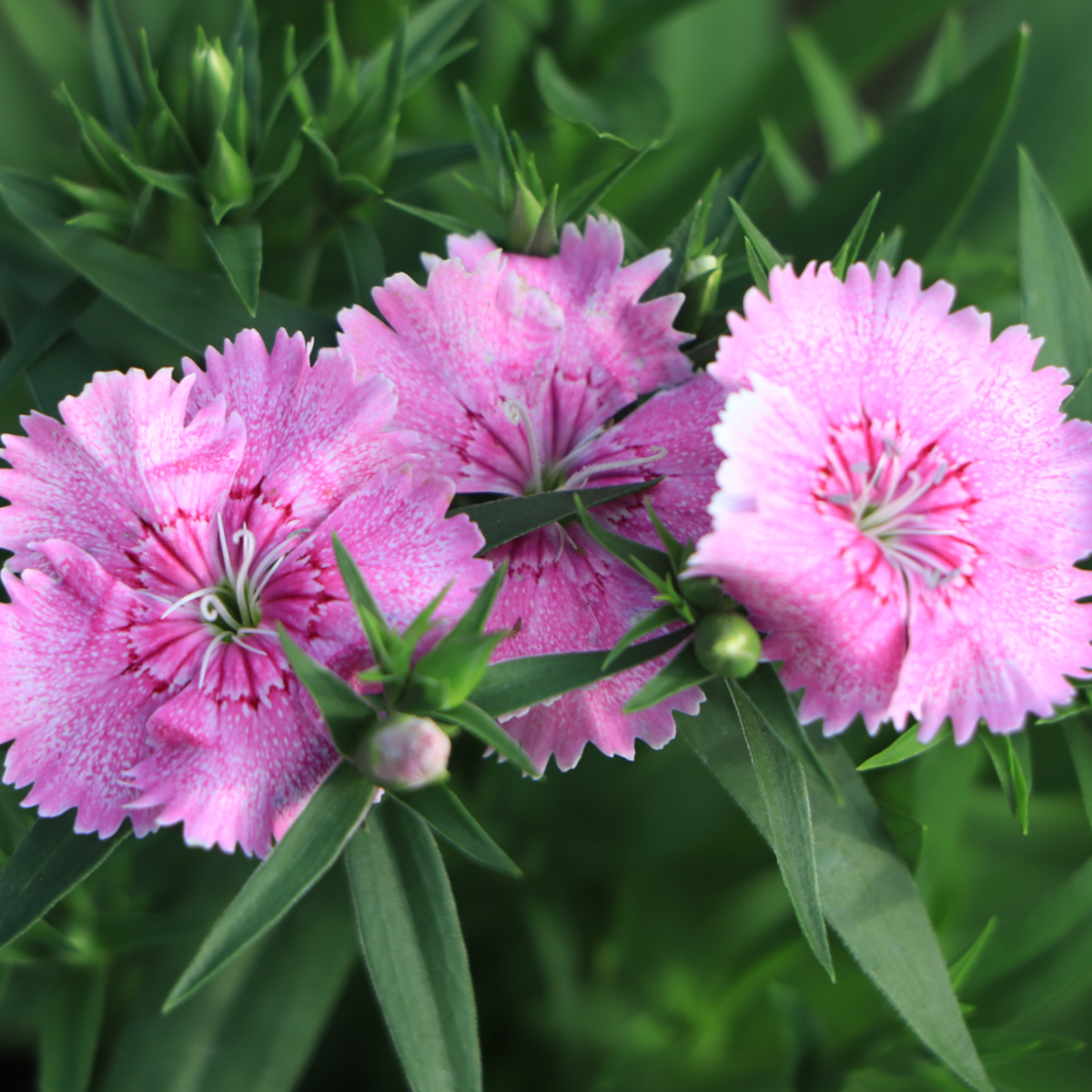 Federnelke (Dianthus plumarius) - Weiß - winterhart | Bild 1