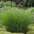 Feinhalm Chinaschilf 'Gracilimus' (Miscanthus sinensis 'Gracilimus') - Grün - winterhart | Bild 1