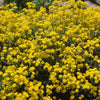 Felsen-Steinkraut 'Goldkugel' (Alyssum saxatile 'Goldkugel') - Gelb - immergrün - winterhart | Bild 1