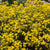 Felsen-Steinkraut 'Goldkugel' (Alyssum saxatile 'Goldkugel') - Gelb - immergrün - winterhart | Bild 1