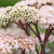 Fettblatt 'Matrona' (Sedum 'Matrona') - Grün - immergrün - winterhart | Bild 1