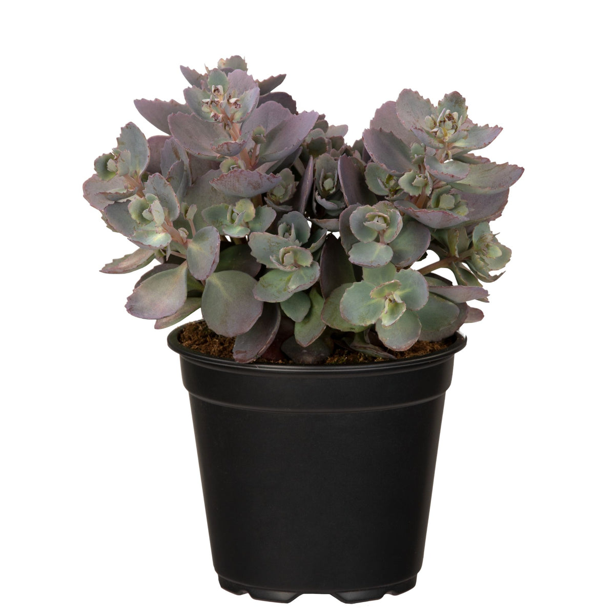 Fettblatt 'Red Canyon' (Sedum 'Red Canyon') - Grün - sommergrün - winterhart | Bild 1