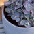 Fettblatt 'Red Canyon' (Sedum 'Red Canyon') - Grün - sommergrün - winterhart | Bild 2