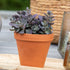 Fettblatt 'Red Canyon' (Sedum 'Red Canyon') - Grün - sommergrün - winterhart | Bild 3