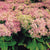 Fettblatt 'Rosenteller' (Sedum 'Rosenteller') - Rosa - winterhart | Bild 1