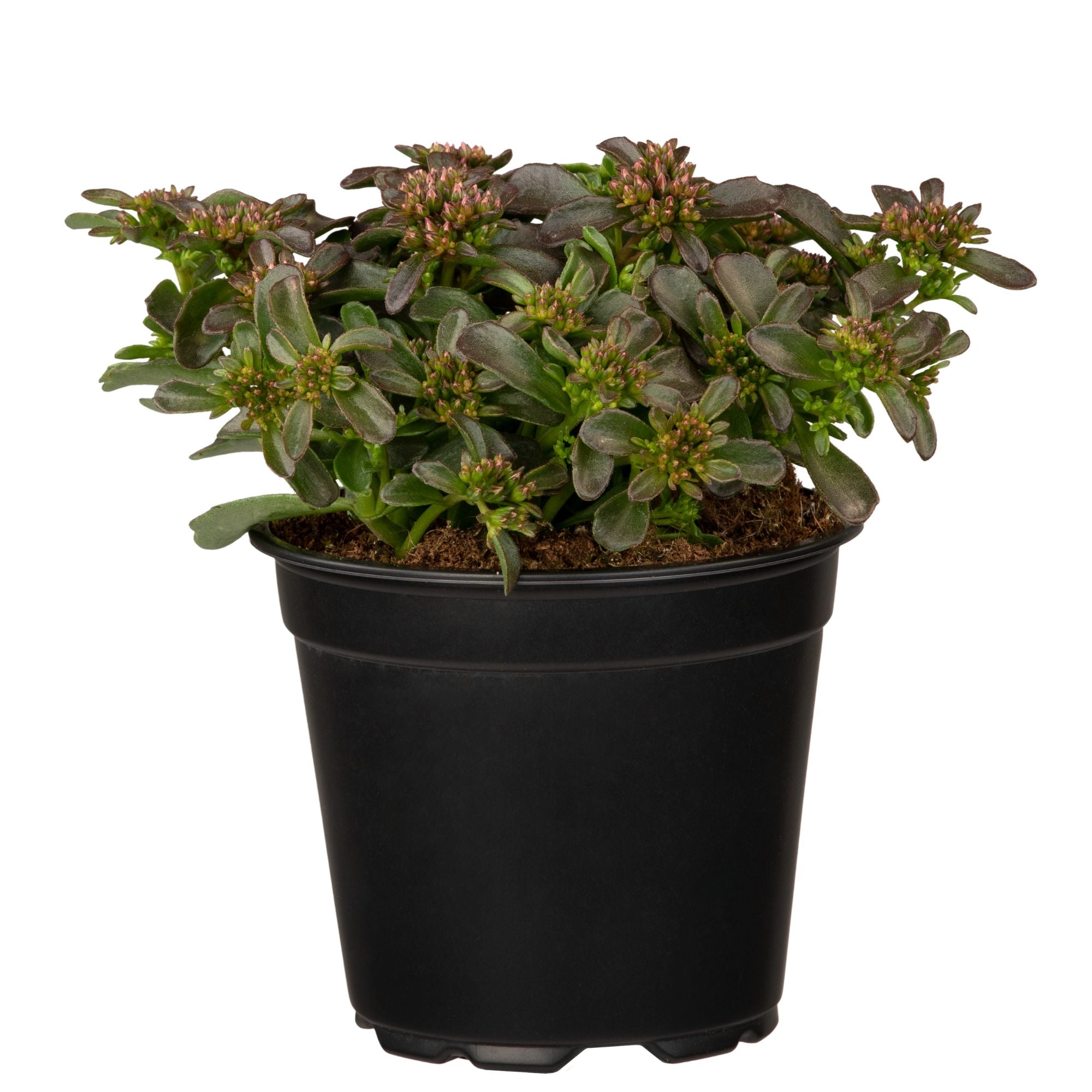 Fettblatt 'Spot On Deep Rose' (Sedum 'Spot On Deep Rose') - Pink | Bild 1