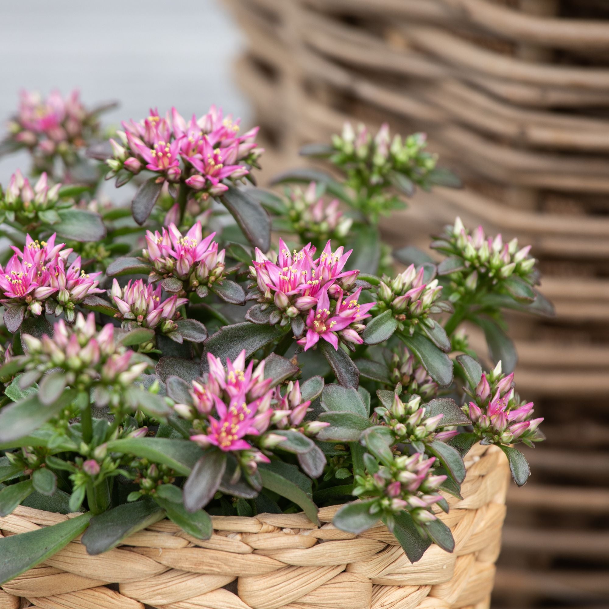 Fettblatt 'Spot On Deep Rose' (Sedum 'Spot On Deep Rose') - Pink | Bild 2
