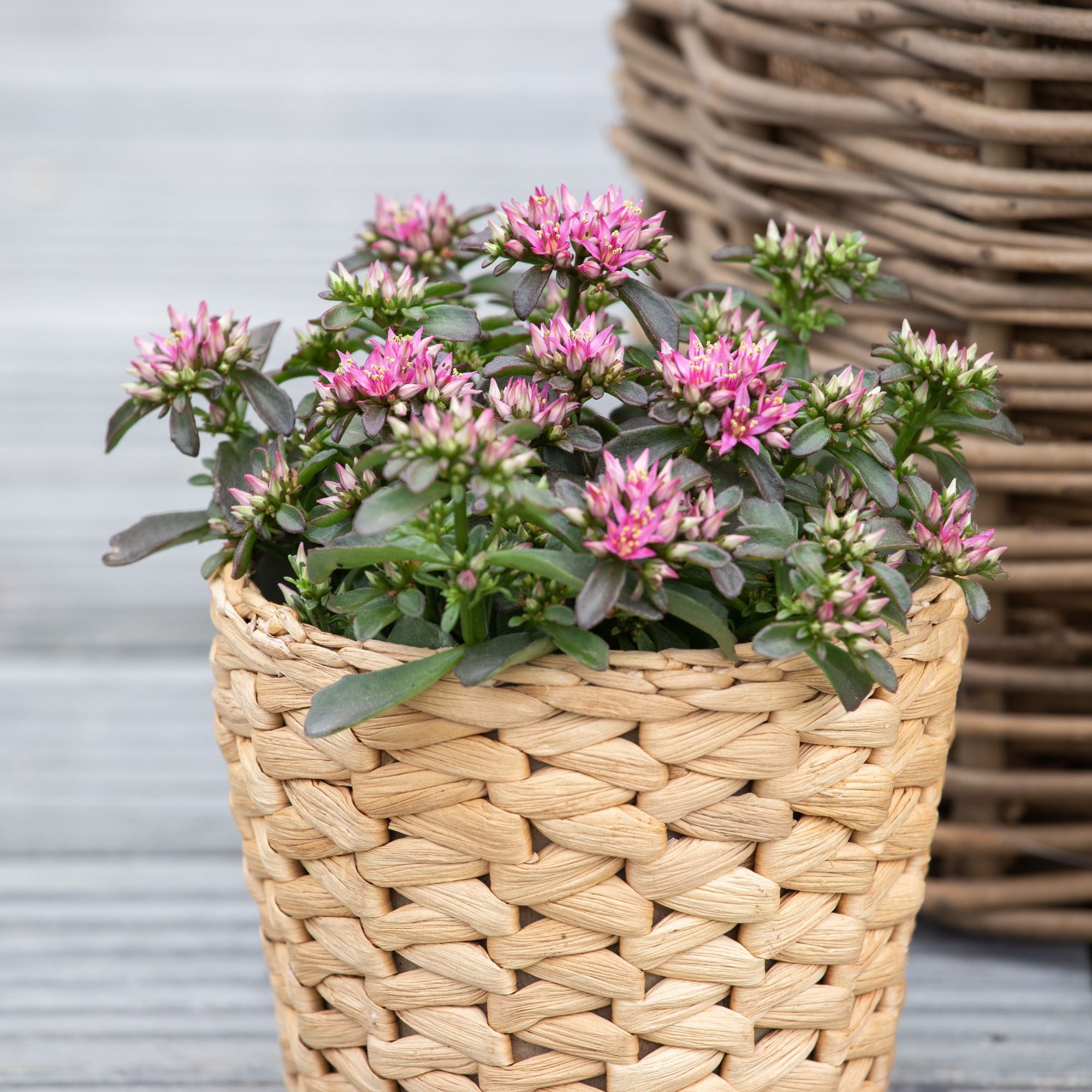 Fettblatt 'Spot On Deep Rose' (Sedum 'Spot On Deep Rose') - Pink | Bild 3