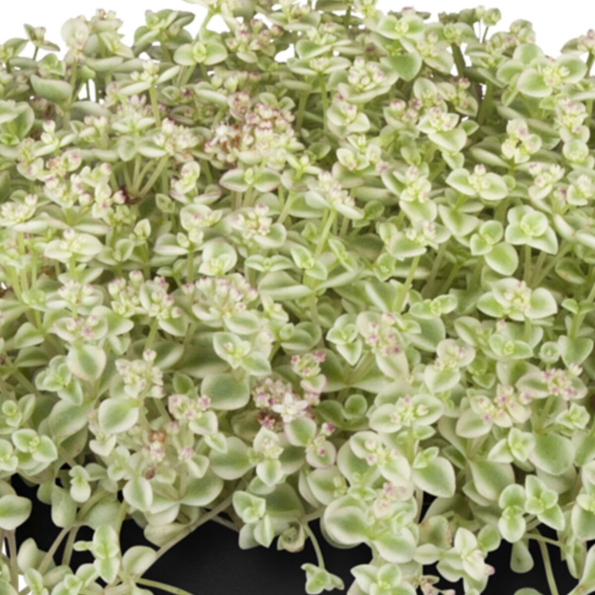 Fetthenne 'Little Missy' (Sedum pellucida 'Little Missy') - Rosa - winterhart | Bild 1