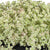 Fetthenne 'Little Missy' (Sedum pellucida 'Little Missy') - Rosa - winterhart | Bild 1