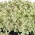 Fetthenne 'Little Missy' (Sedum pellucida 'Little Missy') - Rosa - winterhart | Bild 1