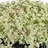 Fetthenne 'Little Missy' (Sedum pellucida 'Little Missy') - Rosa - winterhart | Bild 2